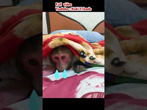 Monkey is angry with sister and crying #monkeybaby #cute #cutemonkey