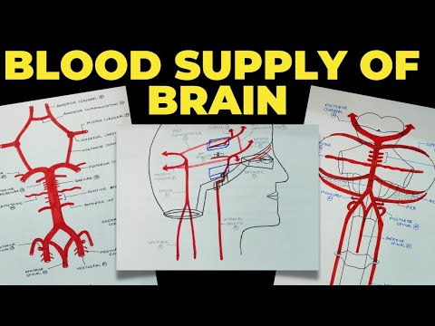 Blood Supply of Brain | Circle of Willis | Neuroanatomy | EOMS
