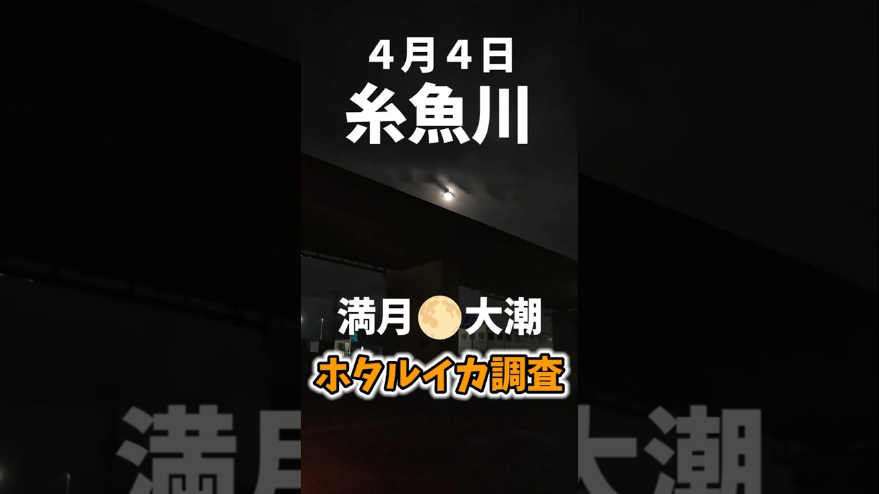 ホタルイカ中毒🦑糸魚川ホタルイカ調査４月４日#糸魚川ホタルイカ #ほたるいか #爆湧き予報