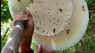 Harvesting Honey From Honeycomb !!! Honey Chicken Recipe – Honey Harvest from Giant Honeybees 2021