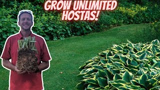 Dividing Hostas in Fall Changes Everything | Here's Why
