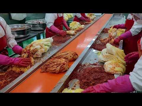 한국의 대표 음식, 김치 대량 생산  HACCP 인증 전라도 김치 공장. Korea's representative food. kimchi production. Factory