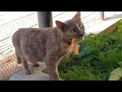 food is stuck in cat's mouth