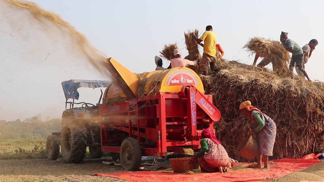 Amazing Thresher Machine in Nepal | In a short time, the paddy will ready like this || Watch Video