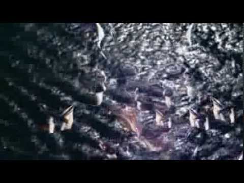 Phyllisia Ross - Cherish the Day (Sade Cover)