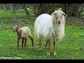 Cómo nace un cordero  /  The birth of a lamb