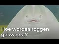 Hoe worden roggen gekweekt? | Het Klokhuis