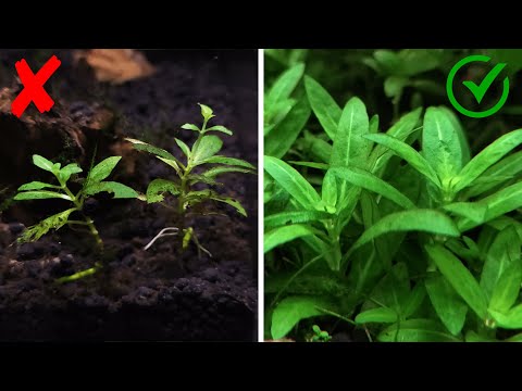 5 Reasons Why Your Aquarium Plants Die