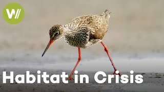 Heathlands vs. Farmlands: How Agriculture Threatens Biodiversity | Ode to Nature (2/2)
