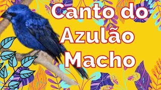 Canto azulo macho 22 min  treinamento, esquentando