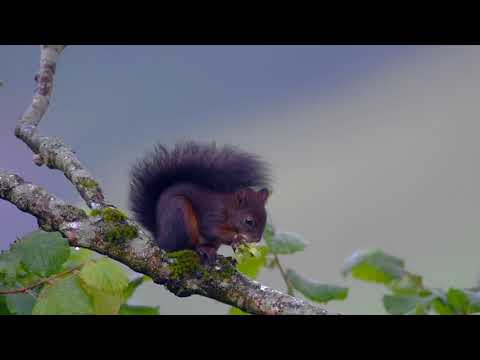 Haselnuss Frühstück