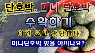 [텃밭농부 1,629]  단호박, 미니단호박 수확 할 때 이걸 보고 판단한다. #단호박재배
