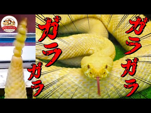 ガラガラと音を立ててトリックをするガラガラヘビ