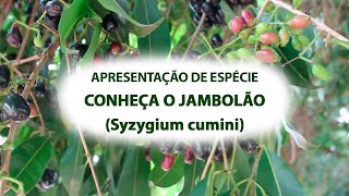 TIRA-DÚVIDAS BIOFLORA - CONHEÇA O JAMBOLÃO 🌳