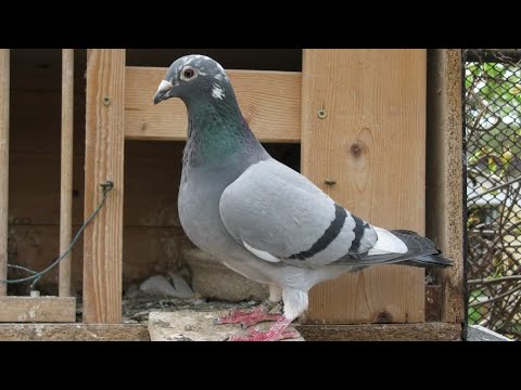 Impoted pigeon | Racing pigeon Awan Loft | Kalapati | Racer pigeon