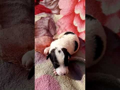 Manolache Viorel Manolache Viorel