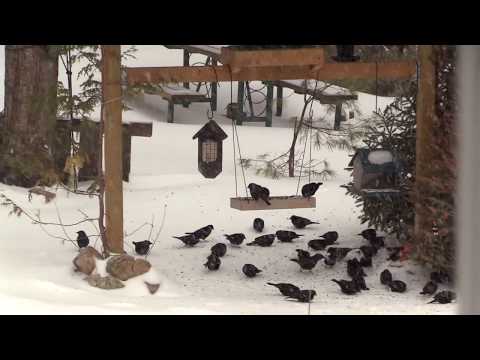 Snow Storm Feeding Frenzy