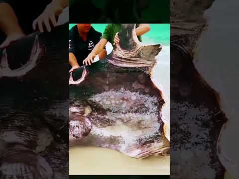 increible pez luna es comido por focas y orcas  #datoscuriosos #animals