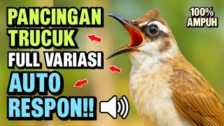 Download lagu Pancingan Trucukan PALING AMPUH! Burung Langsung Ngalas & Nyaut Gacor mp3 Download lagu Pancingan Trucukan PALING AMPUH! Burung Langsung Ngalas & Nyaut Gacor mp3