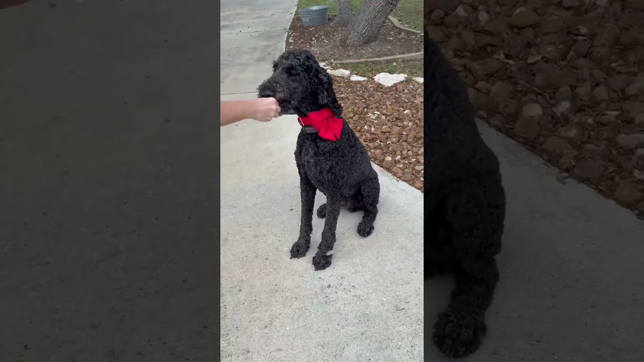 Enlarge Traeger, an adopted Goldendoodle in Brentwood, TN video 2/6