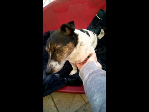 Giotto, detto Giottino