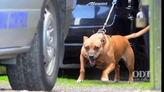 Dog incident at Brighton