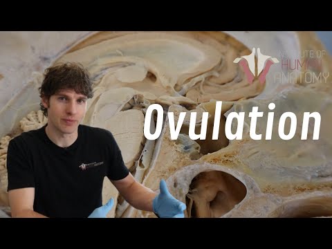 The Pituitary, Hormones, & Ovulation | The Female Reproductive System | Part 2