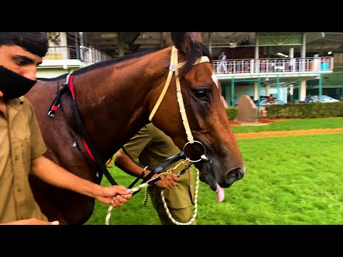 The Deccan Fillies Championship Stakes | TEASER