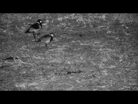 Djuma: Blacksmith Lapwing chick and parent on night time stroll - 20:34 - 10/08/18