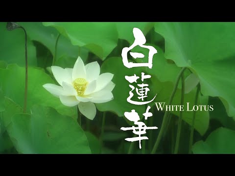 【水の音 鳥の声4K/3時間】心が穏やかになるBGM／Junichi Kamiyama 神山純一の”水の妖精の音楽”と蓮の花たち Japan's Beautiful Summer lotuses