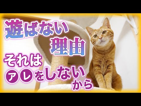 なぜうちの猫は遊ばないのでしょうか?