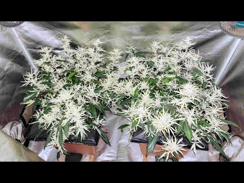 You Won't Believe These Albino Plants!