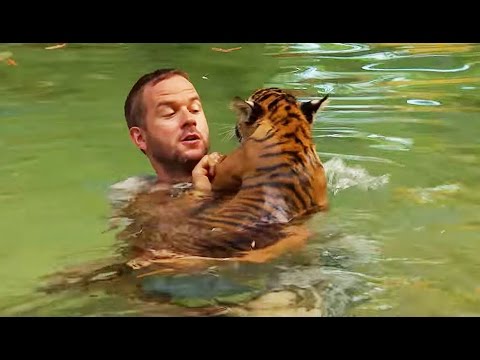 Un bébé tigre nage pour la 1ère fois - ZAPPING SAUVAGE