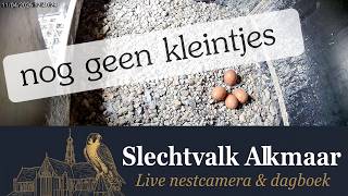 De eitjes liggen er nog