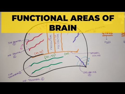 Functional Areas of Brain - 1 | Sulci & Gyri