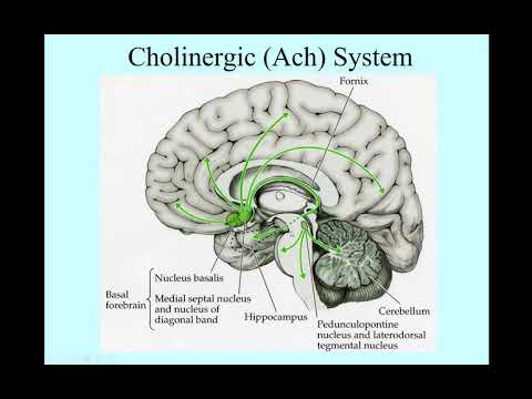 CholinergicSystem