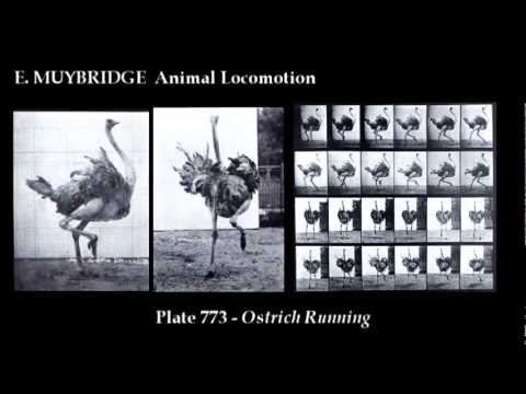 Movie Examples from Edward Muybridge' s Animal Locomotion