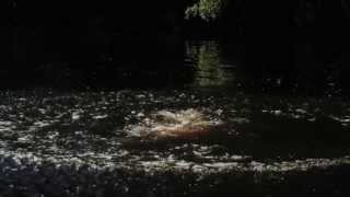 POLICA - &quot;Warrior Lord&quot; (Teaser Video)