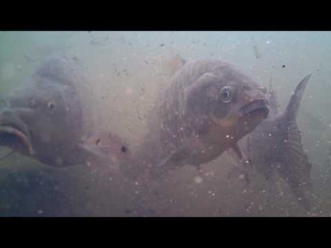 Water Wolf HD Underwater Camera Carpe Brème Tanche - Meuse