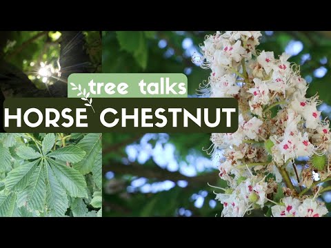 YouTube video about: How long does a horse chestnut tree live for?