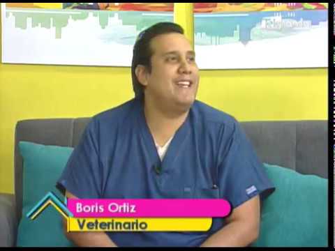 Garrapatas en los perros ¿Cómo eliminarlas?