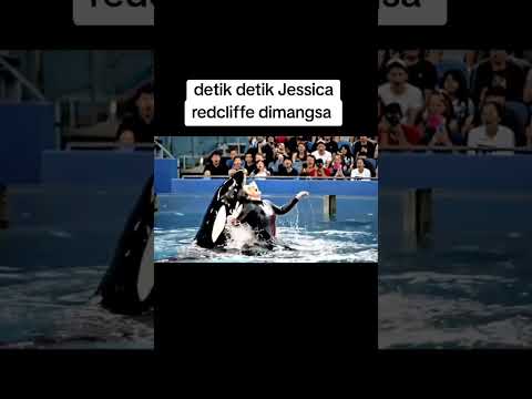 Detik-detik Jessica Redcliffe dimakan Paus Orca #pausorca #jessicaorca