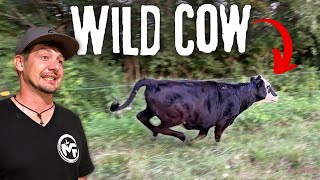 We let the WILD HEIFER out of the fence!