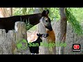 San Diego Zoo New Okapi Calf