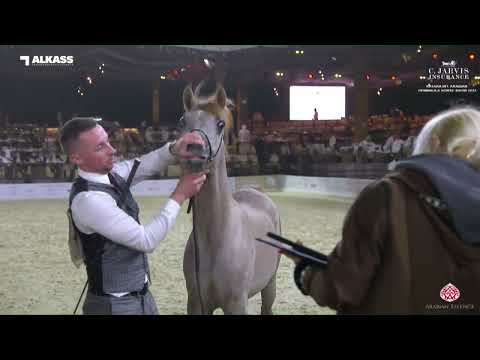 N 18 SHAMMA AL NAWASI   Katara Int  Arabian Peninsula Horse Show 2023   Yearling Fillies Section B C