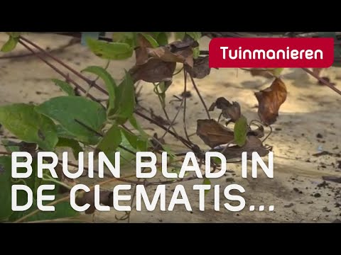 , title : 'Waarom heeft de Clematis bruin blad? | Ziektes en plagen | Tuinmanieren'