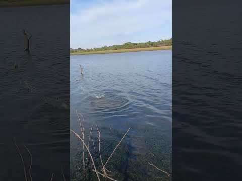Pescaria de barranco na represa de São Simão GO. #pescaria