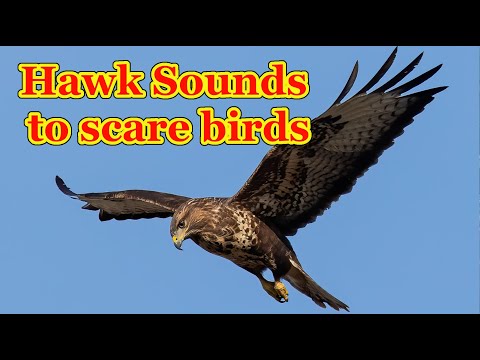 Hawk sounds to scare birds 🦅  7 hours