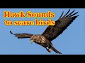 Hawk Sounds To Scare Birds 7 Hours