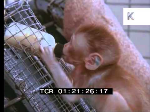1970s Experiment with Monkey and False Mother, 35mm Archive, Animal